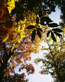 tkf005_301186